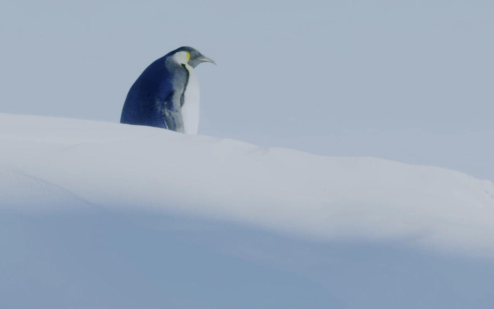 帝企鹅暴风雪图片