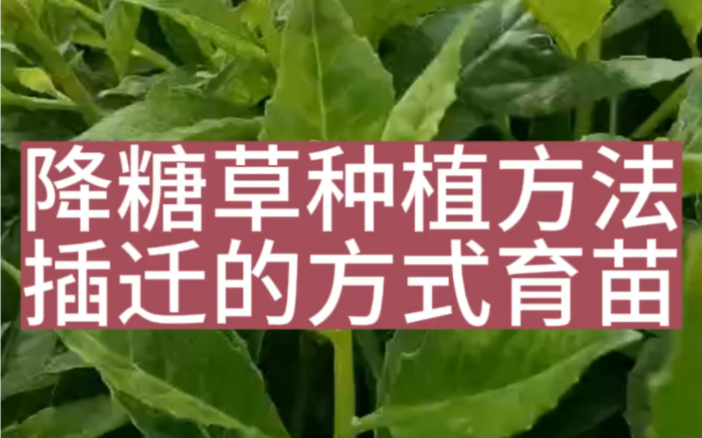 降糖草种植方法哔哩哔哩bilibili