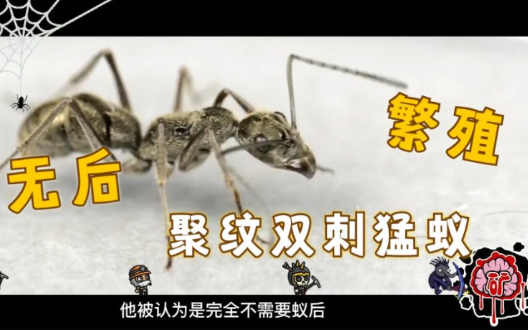 怎样分辨聚纹双刺猛蚁蚁后,到底怎样才算是无后繁殖?
