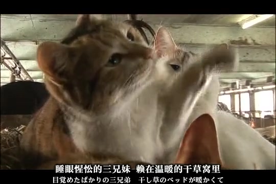 [图]【纪录片】猫咪物语 日语中字