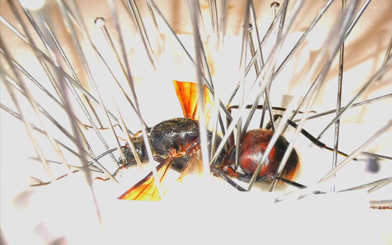 【标本记录】巨人恐蚁新后标本(以及近期其它蚁后标本)