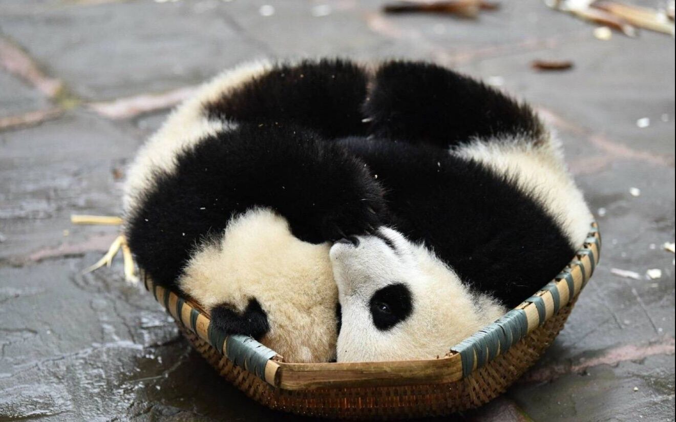 08.22【大熊猫乔伊乔良】胖仙女和胖弟弟