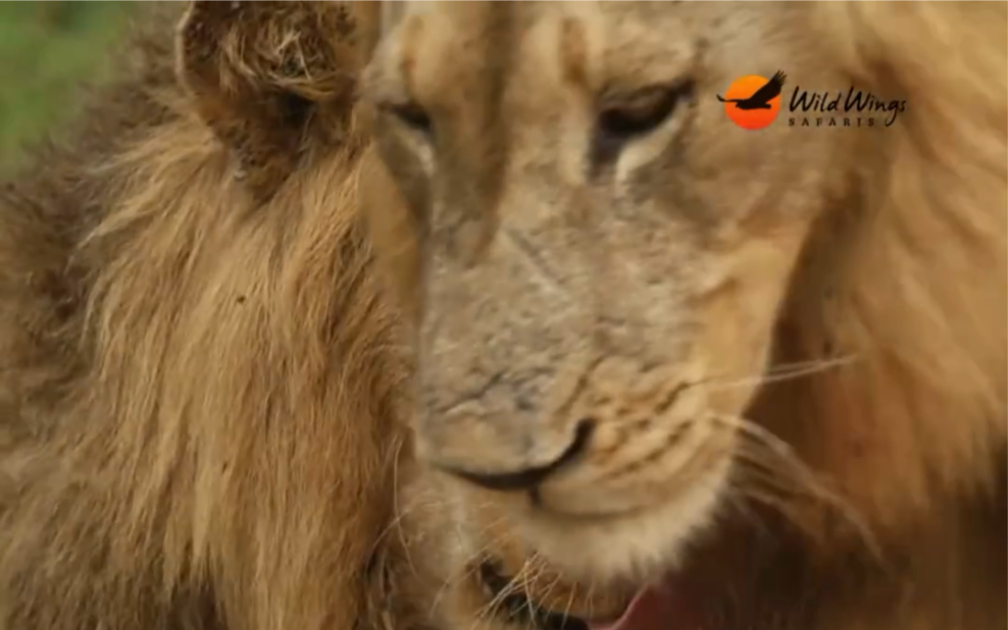 恩曼秃尾巴与兄弟贴贴打招呼