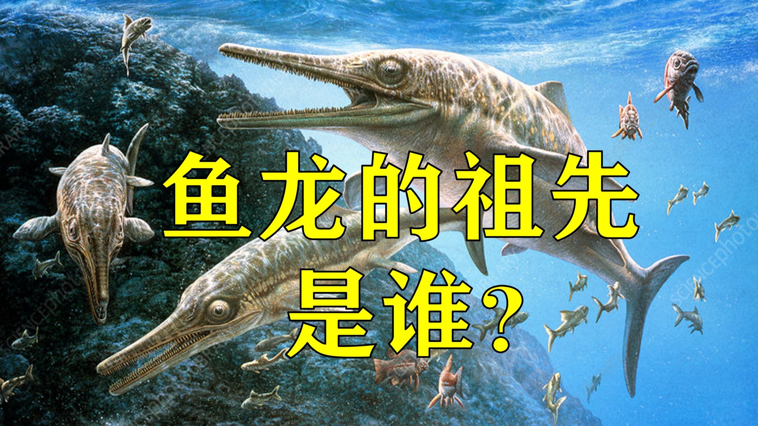 鱼龙的祖先是谁？重新审视鱼龙双孔亚纲起源的论点-少康1104-少康1104-哔哩哔哩视频