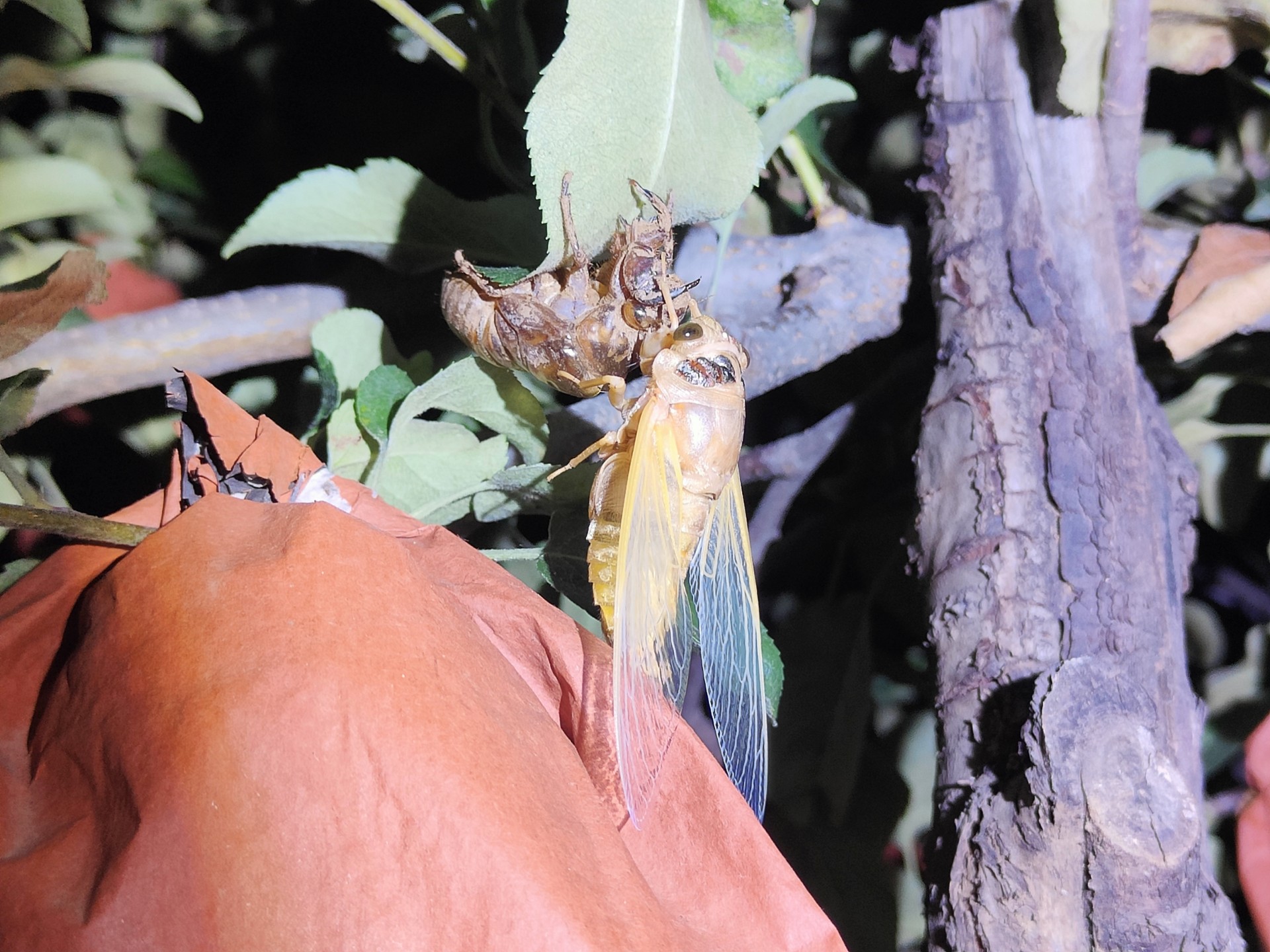 手电水桶树林边,抓知了猴第八天.2025年,抓知了猴的季节开始了