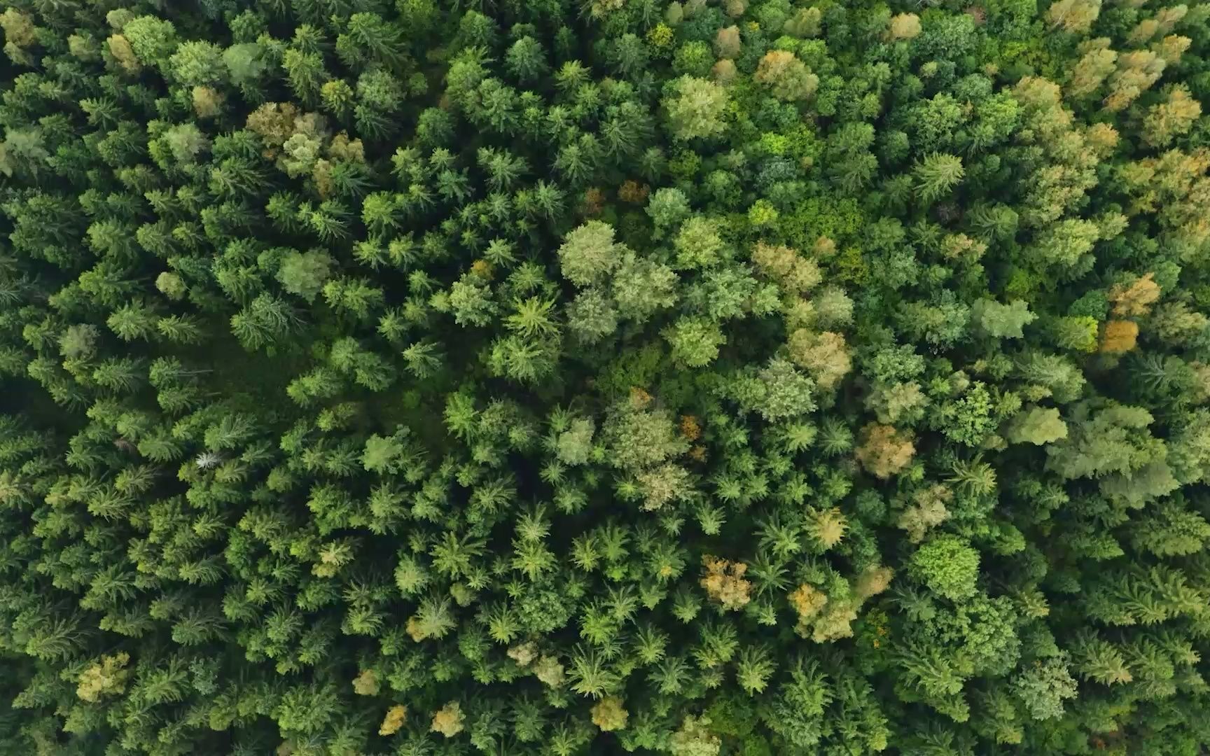 【必应每日视频】针叶林鸟瞰图