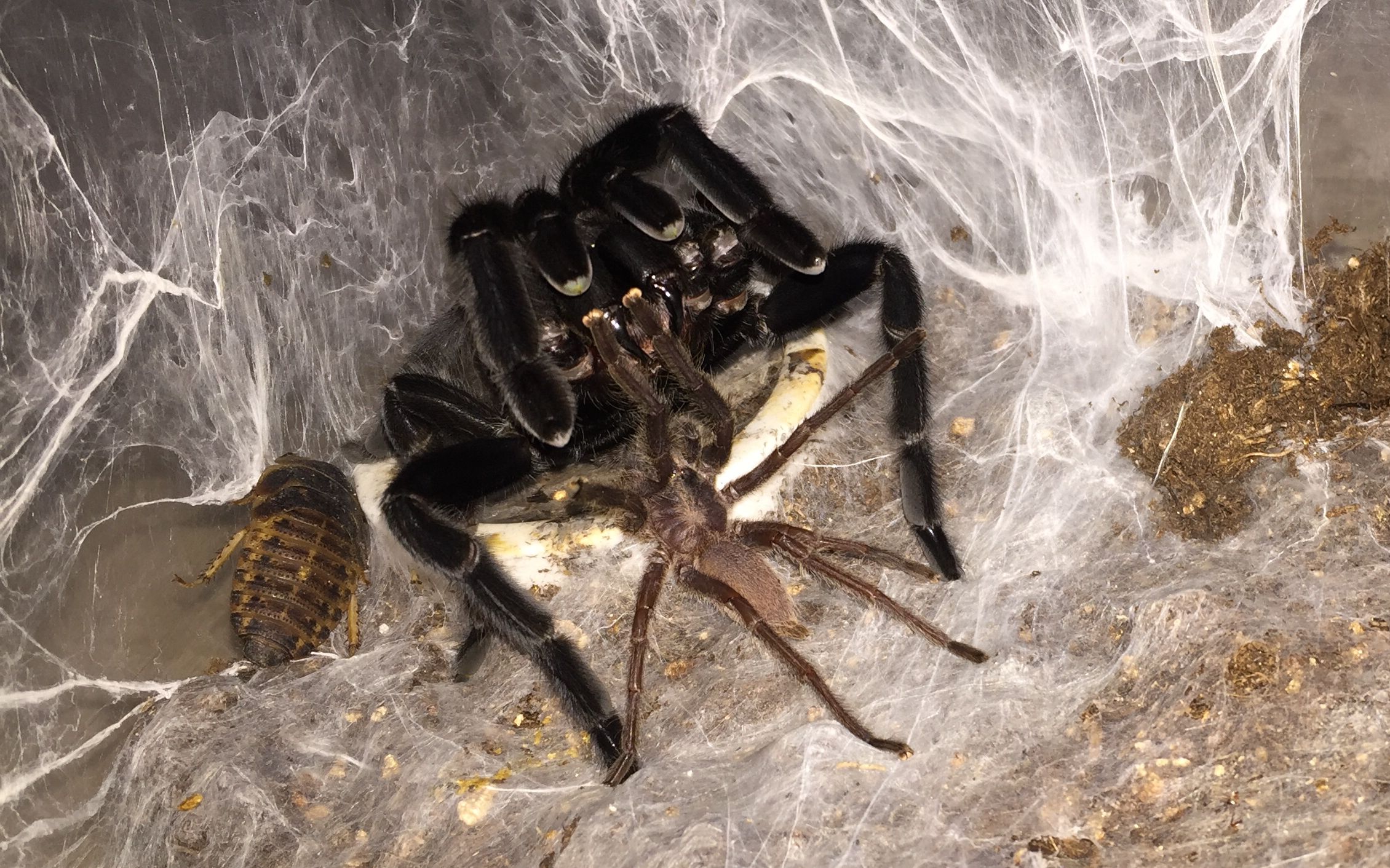 【搬运】卡恩卡拉地老虎交配 母的兴♂奋拍打盒子