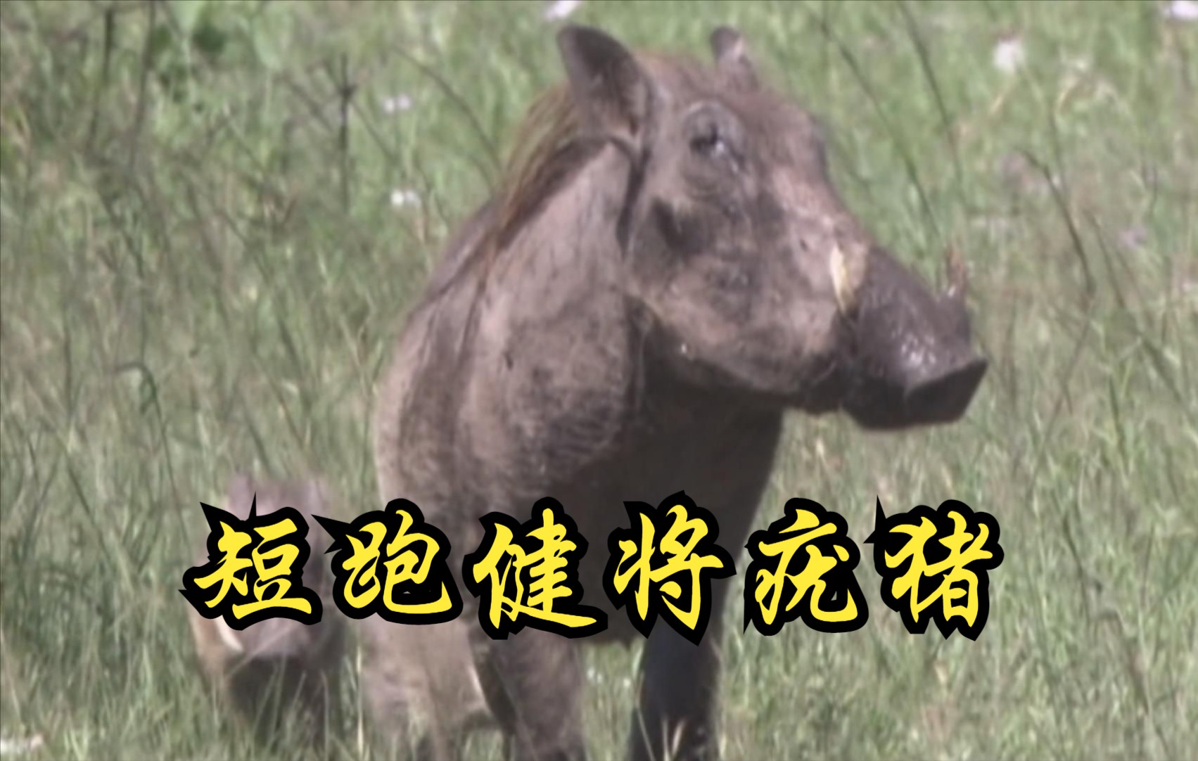 [图]【英国】【纪录片】短跑健将的疣猪 Warthog of Sprinter