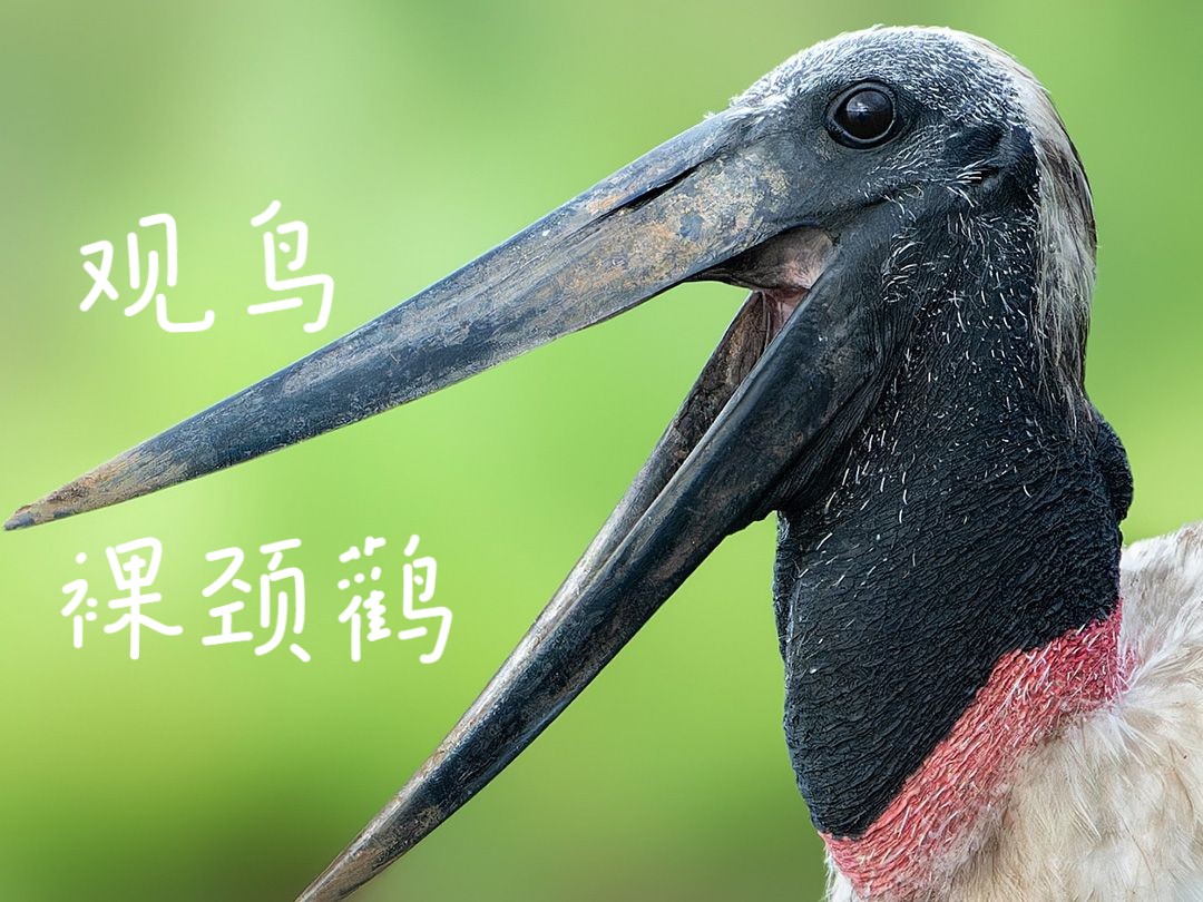 长着"肿脖子"的大黑脸!裸颈鹳