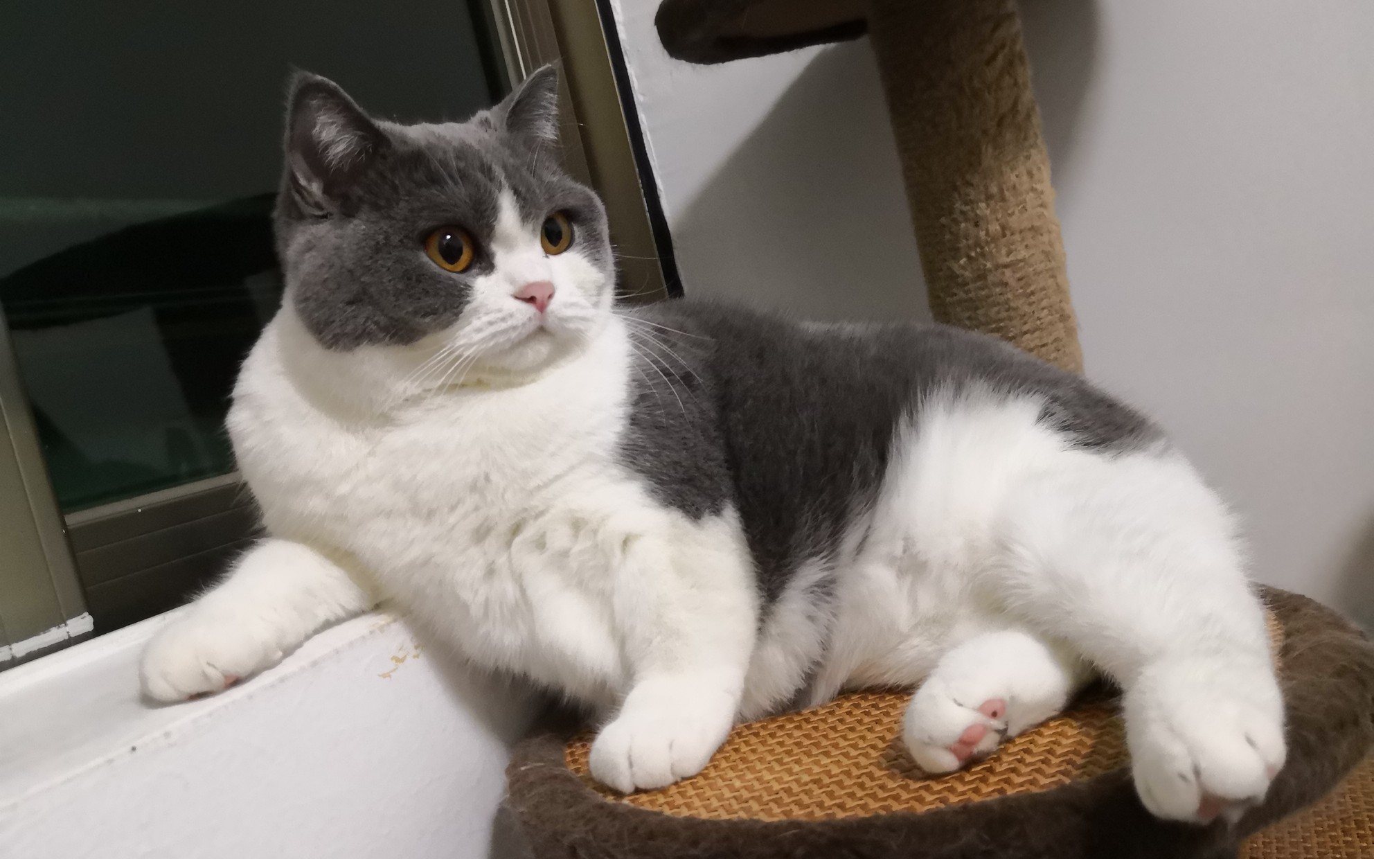 英短 肥猫 撸猫