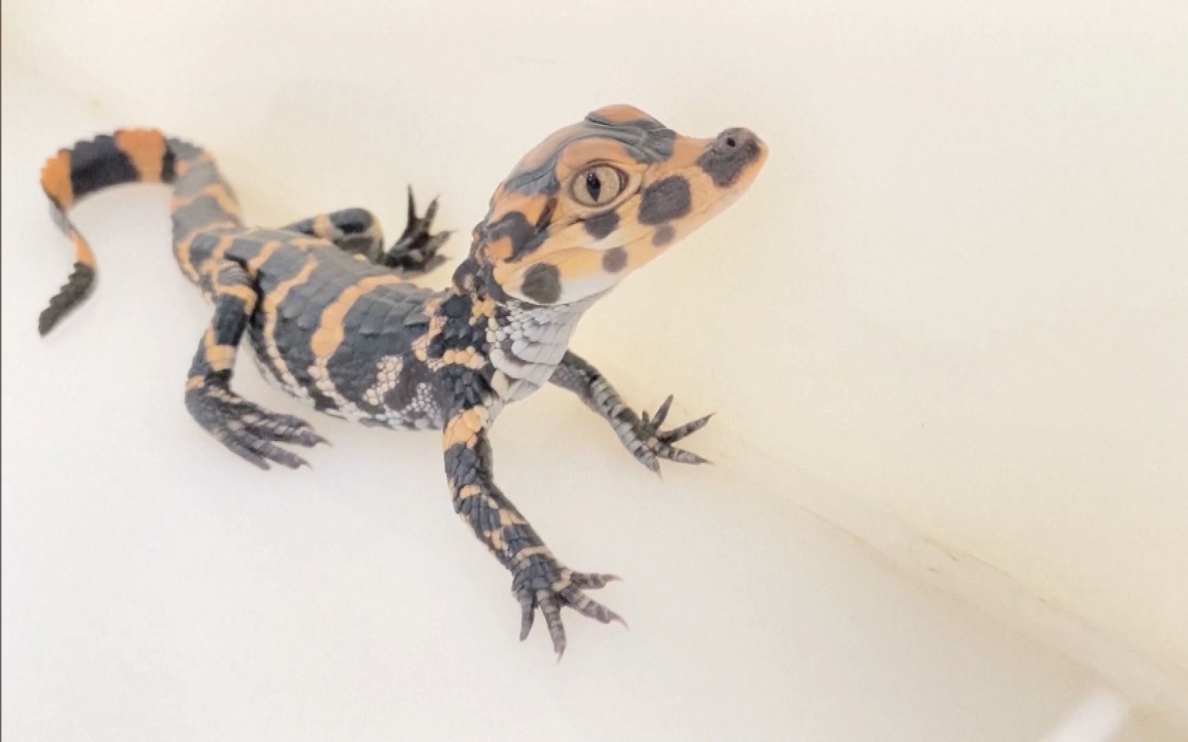 活动  准备迎接"婴儿潮"!安徽千枚扬子鳄卵即将孵化