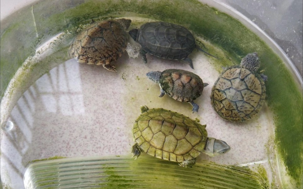 龟龟养五只不同的龟是什么体验