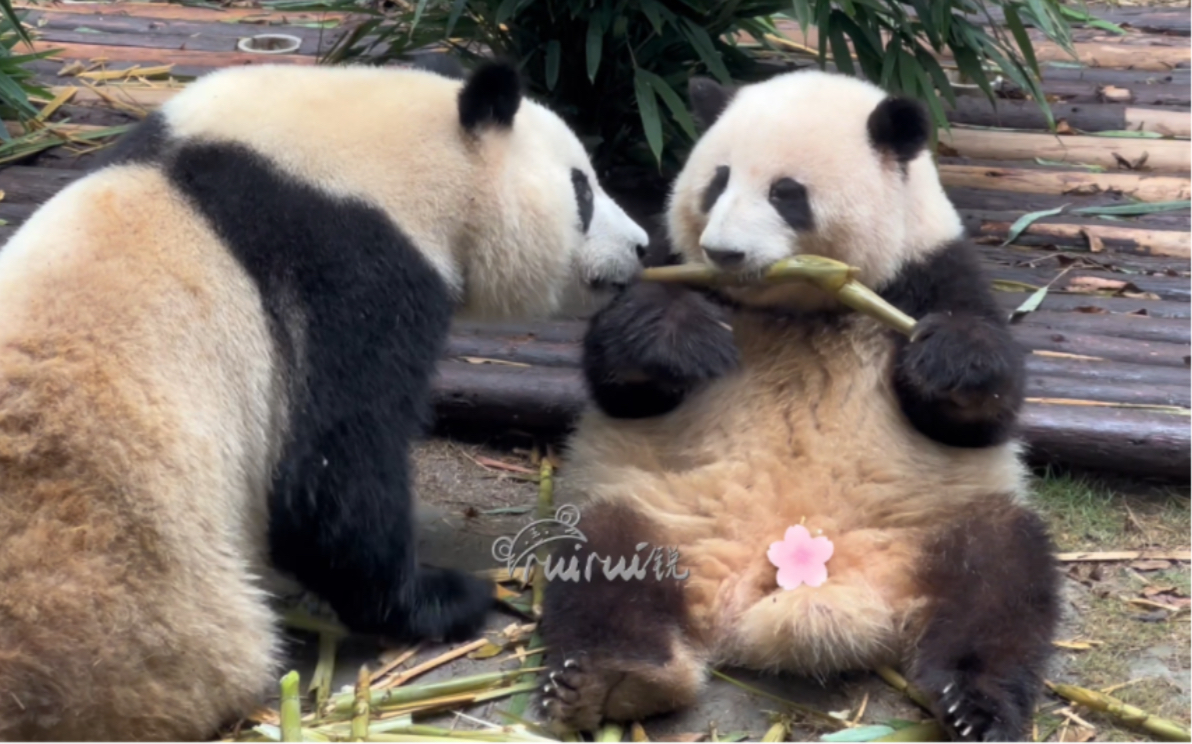 6.19九点半,爷爷拿着一桶笋笋来后院喊花花.花花好聪明,知道爷爷敲桶桶才有得吃,慢悠悠跟着爷爷的喊声走到前台去.花花刚拿起笋笋,弟弟就来帮姐...