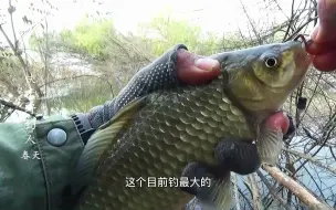 Tải video: 野钓：蹭来的窝点果然香，枯枝重障里下钩，板鲫直飞小心鱼上树