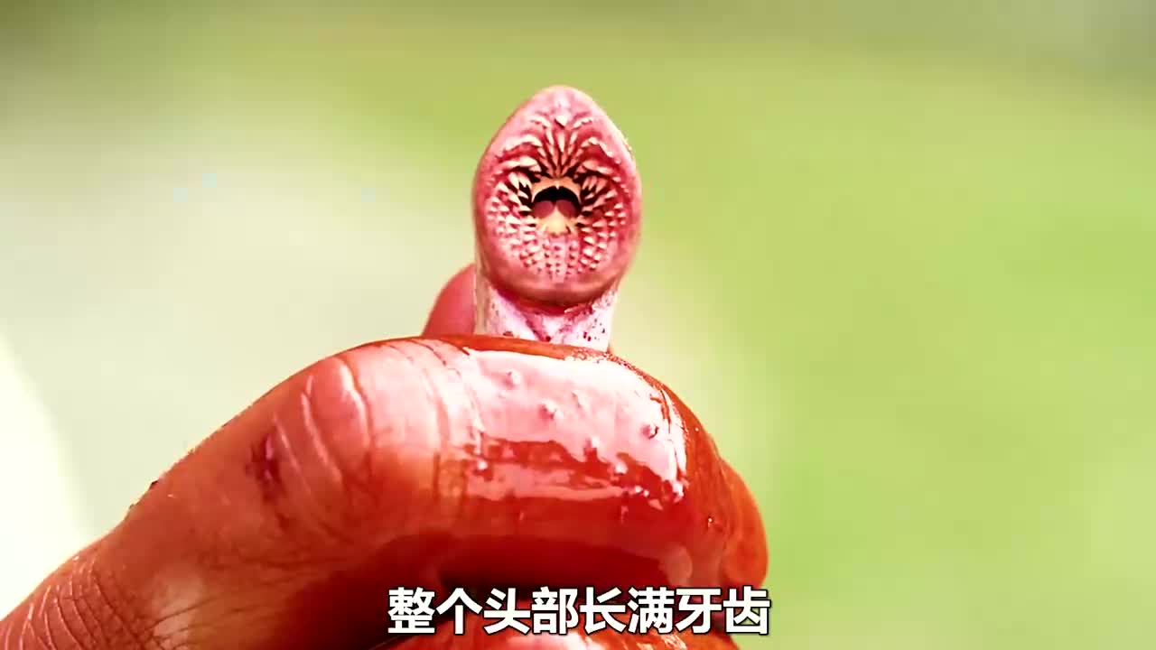 《血湖》鳗鱼成精了,长满锋利牙齿,吃人不用吐骨头