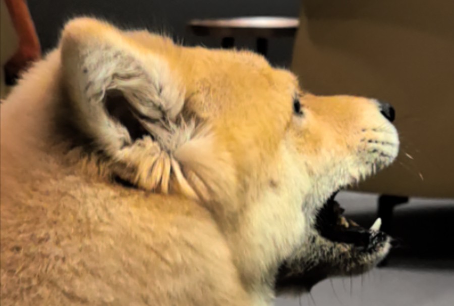 【土松阿彪】吃番鸭饭咯