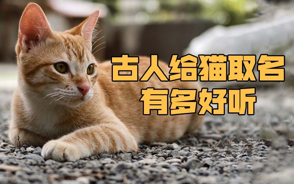 古人给猫取名有多高雅?大橘被古人称为金丝虎,奶牛猫被古人称为乌云盖雪!哔哩哔哩bilibili