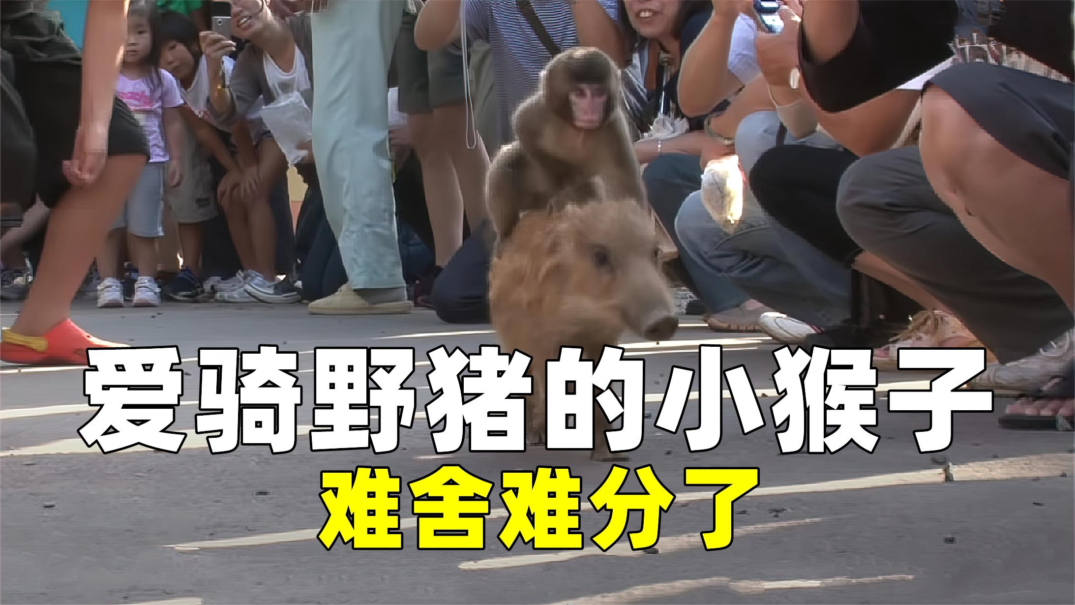 与野猪相依为命,骑猪的小猴子捡了大便宜