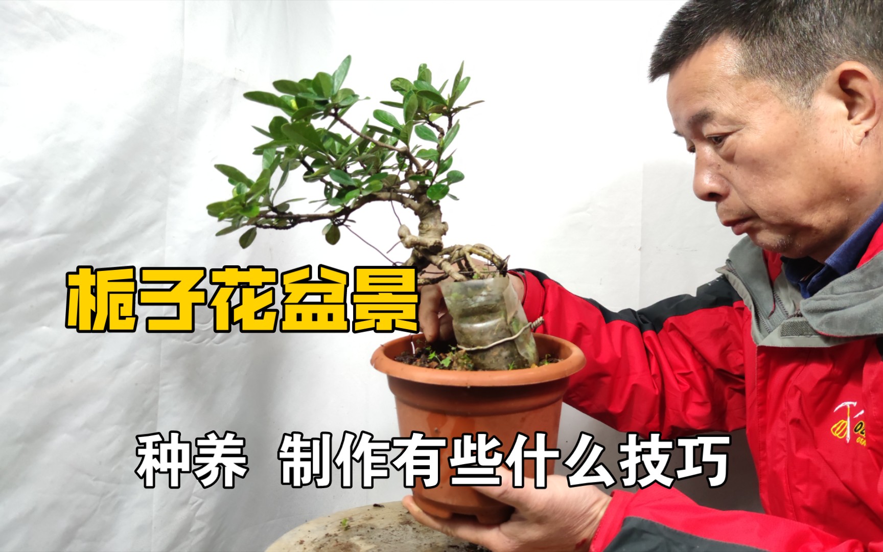 [图]玩好栀子花盆景有些什么技巧