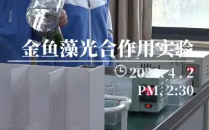 Download Video: 【高中生物实验】金鱼藻光合作用探究