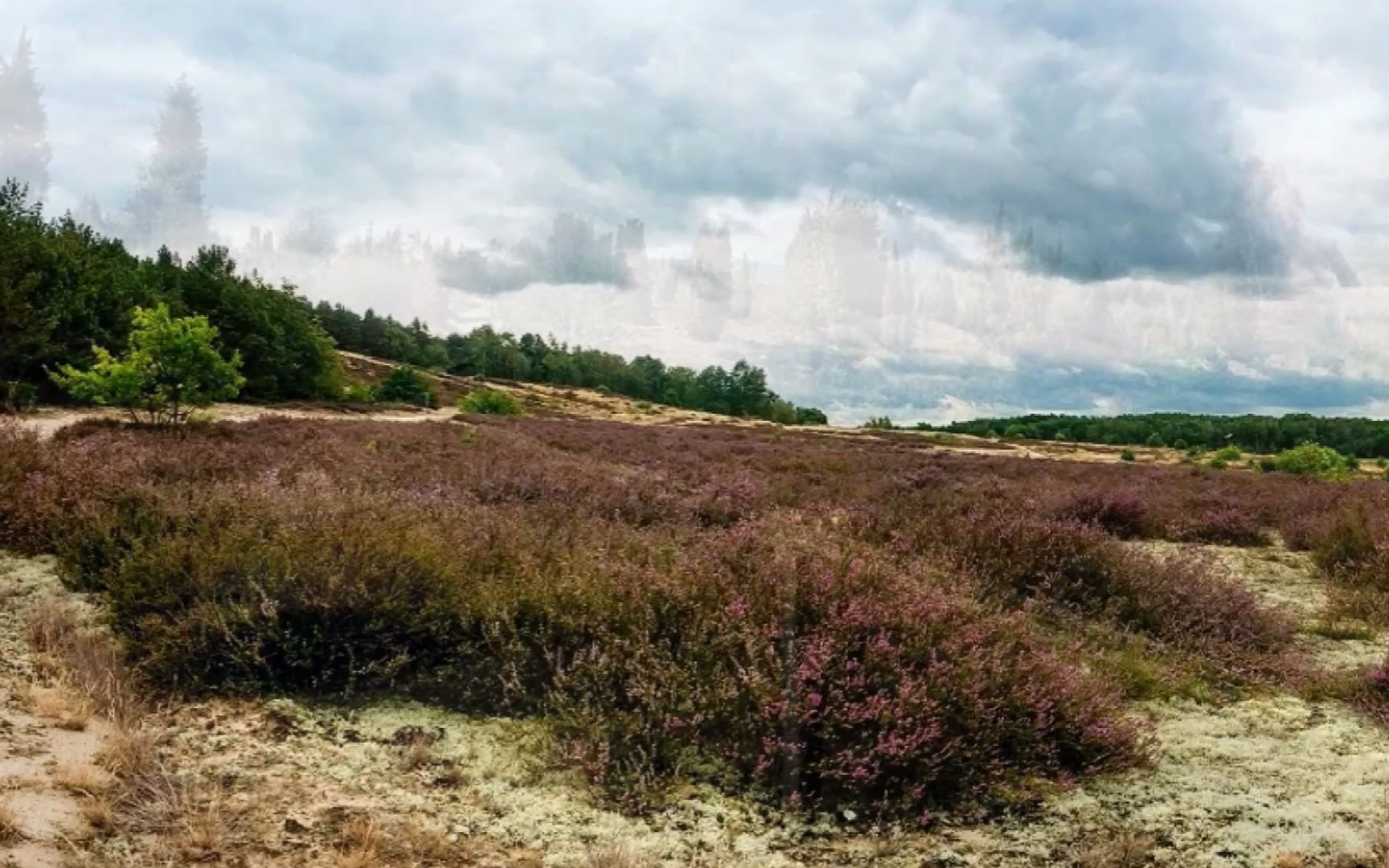 [图][邊疆的松樹林Märkische Heide]DIE MENSKES CHÖRE _ Märkische Heide, ＂Brandenburg＂