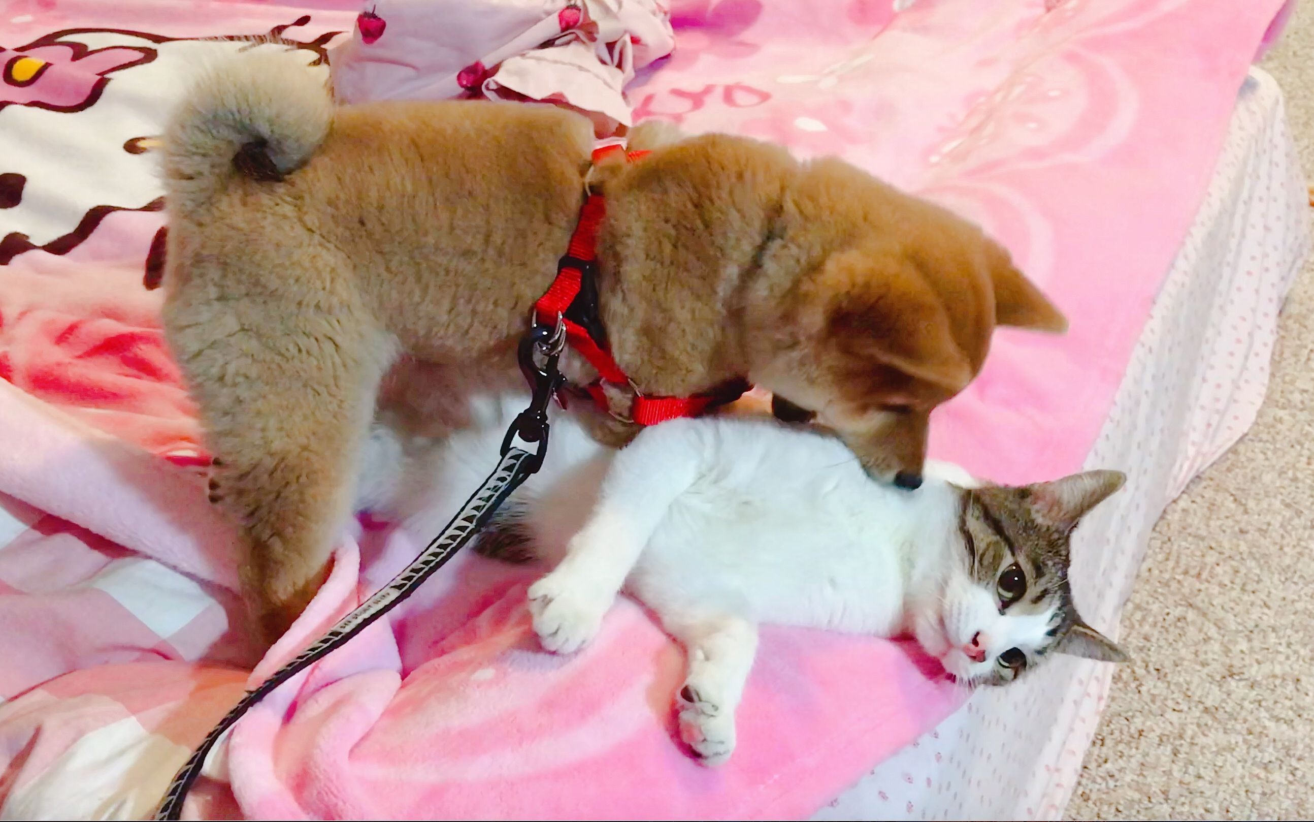 柴犬moko和小猫咪snow的日常 | 猫狗大战