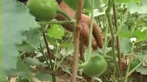 南瓜覆膜栽培技术 哔哩哔哩 Bilibili