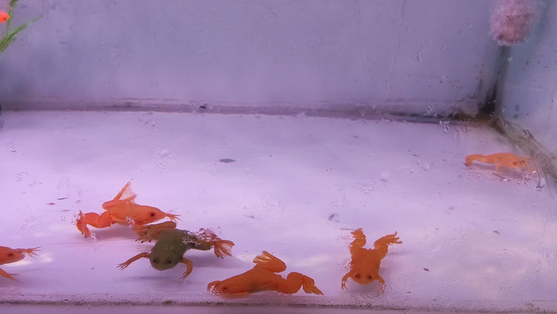 蛙～啦～哈～小跳蛙来啦!