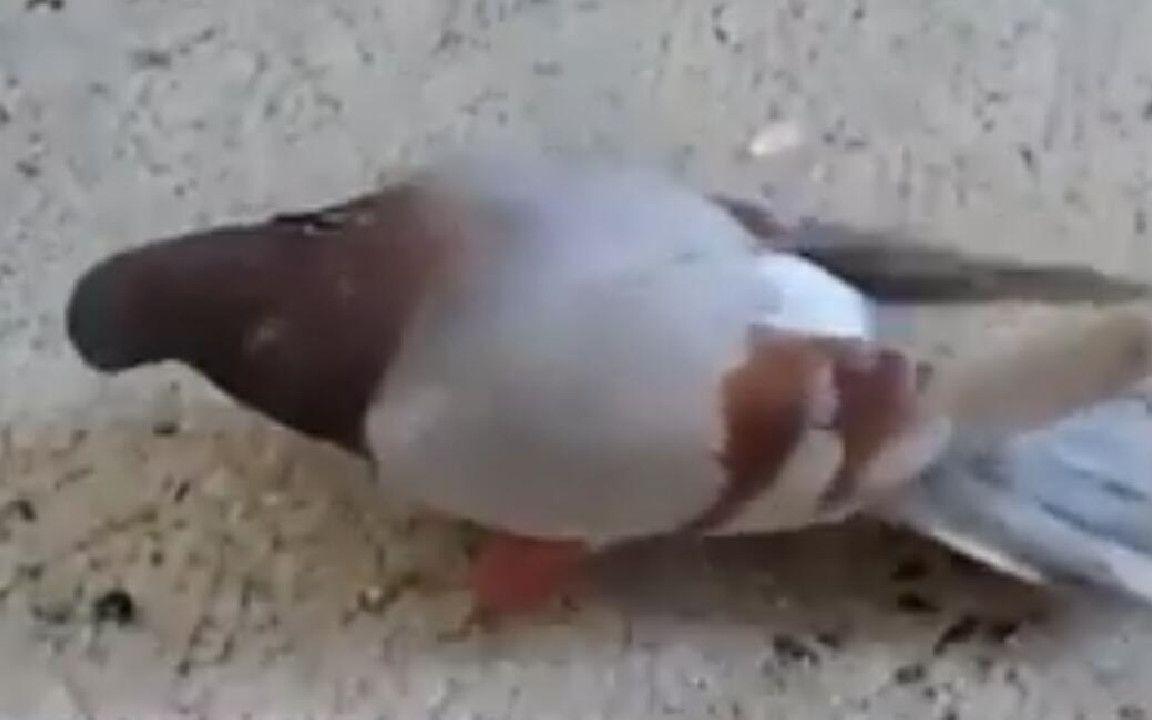 英国出现僵尸鸽子,头部反折180度,原地转圈宛如僵尸鸟