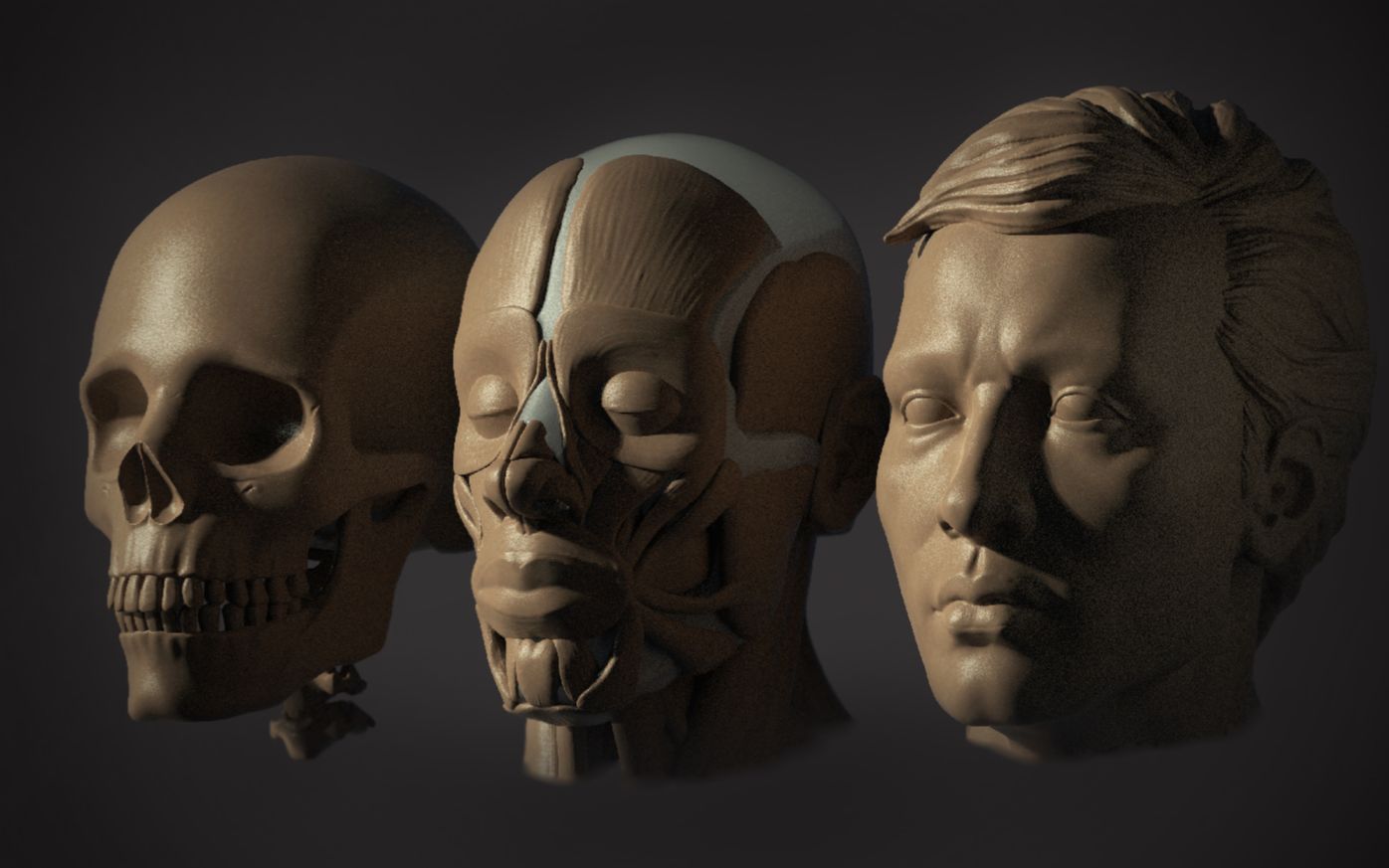 zbrush雕刻人体结构骨骼肌肉皮肤