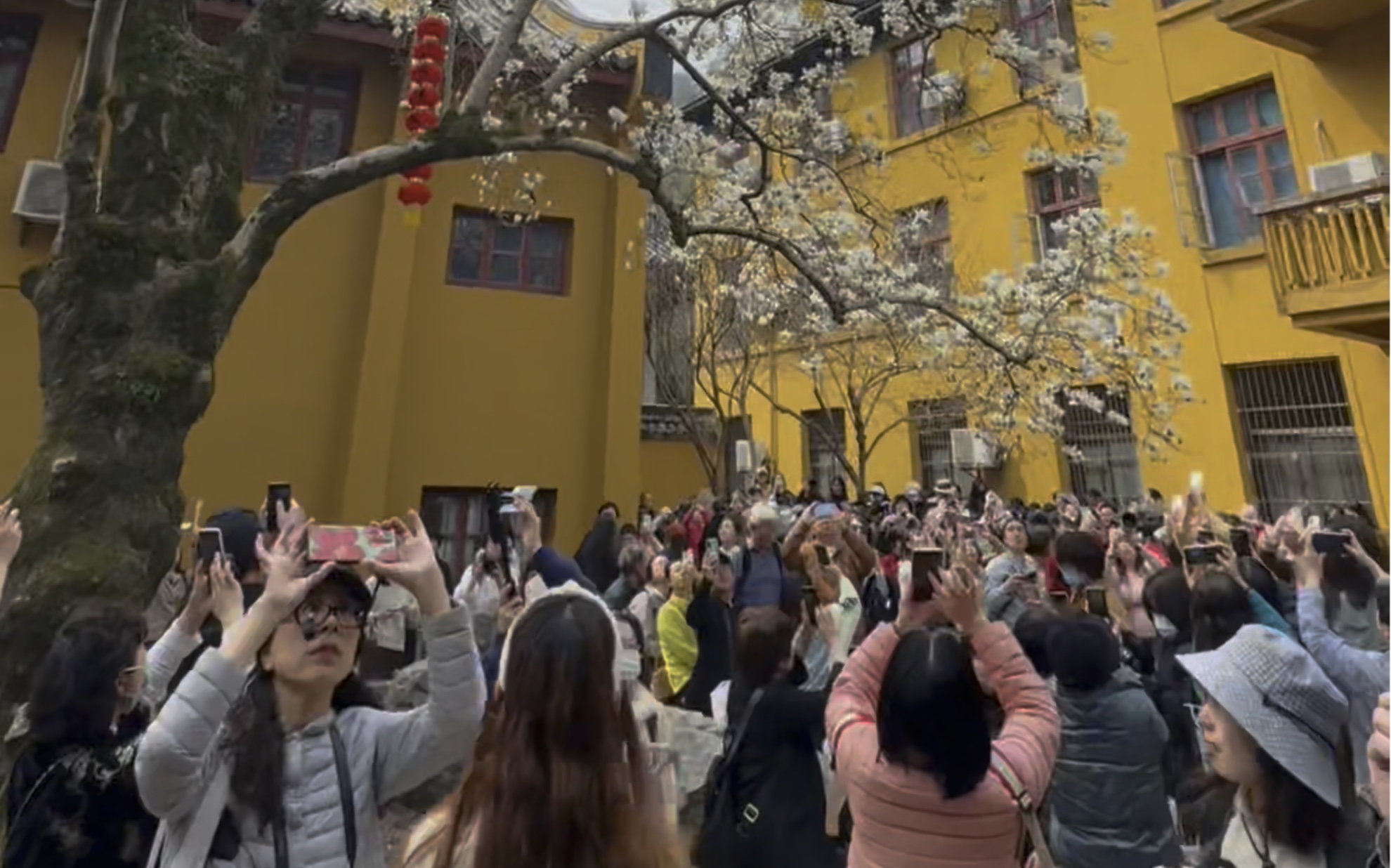 杭州法喜寺500年玉兰开花,就像500年开一回似的,引得满城轰动哔哩哔哩bilibili