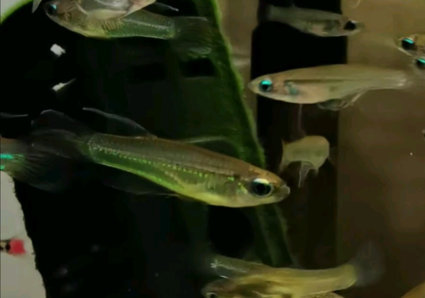 【西非灯鳉】二线蓝眼灯