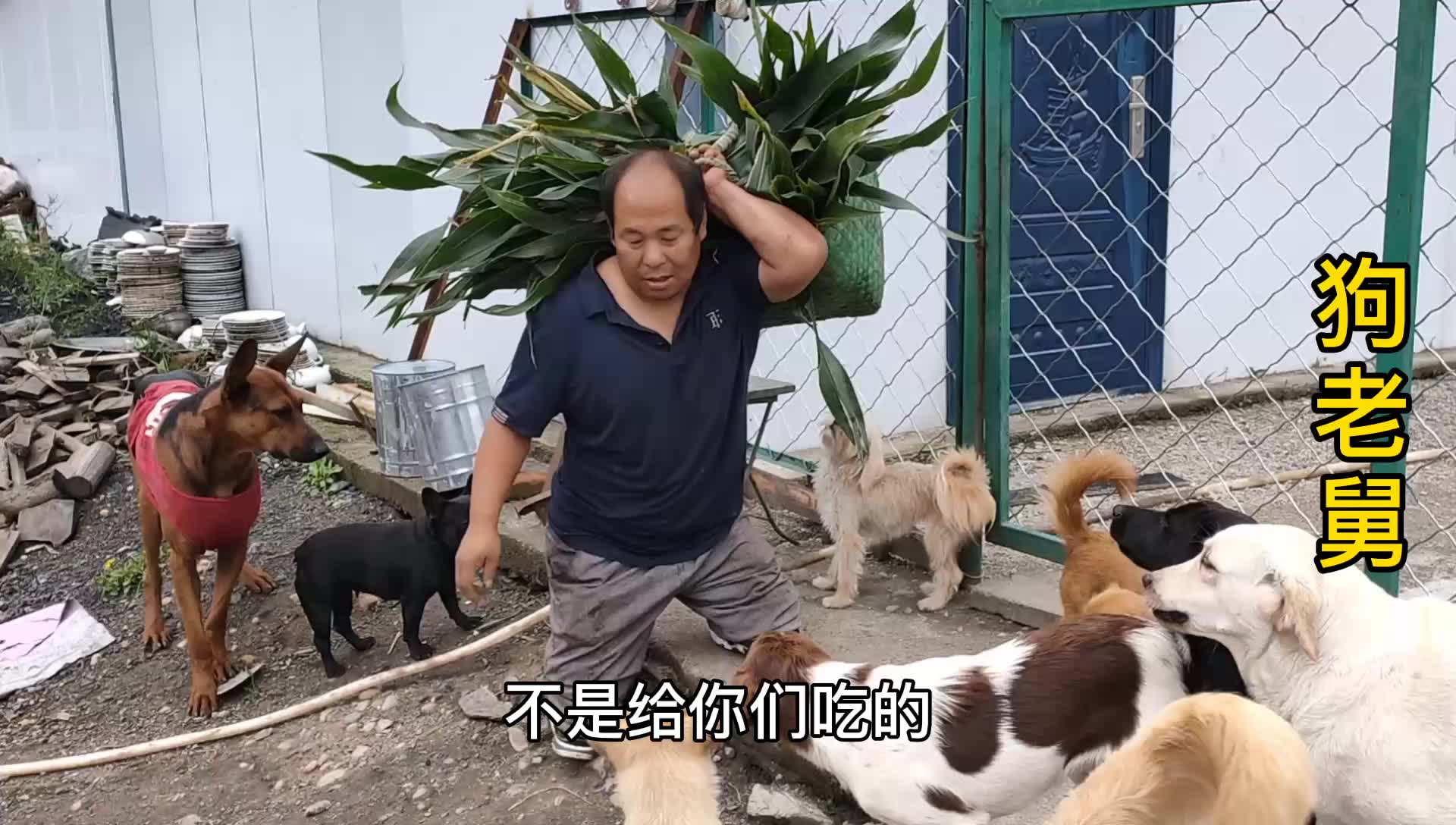 老舅的付出都是为了毛孩子养鸡养鹅种玉米狗狗们真是有福