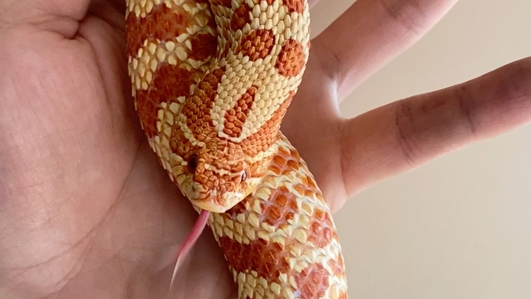 三岁极端红母猪鼻蛇