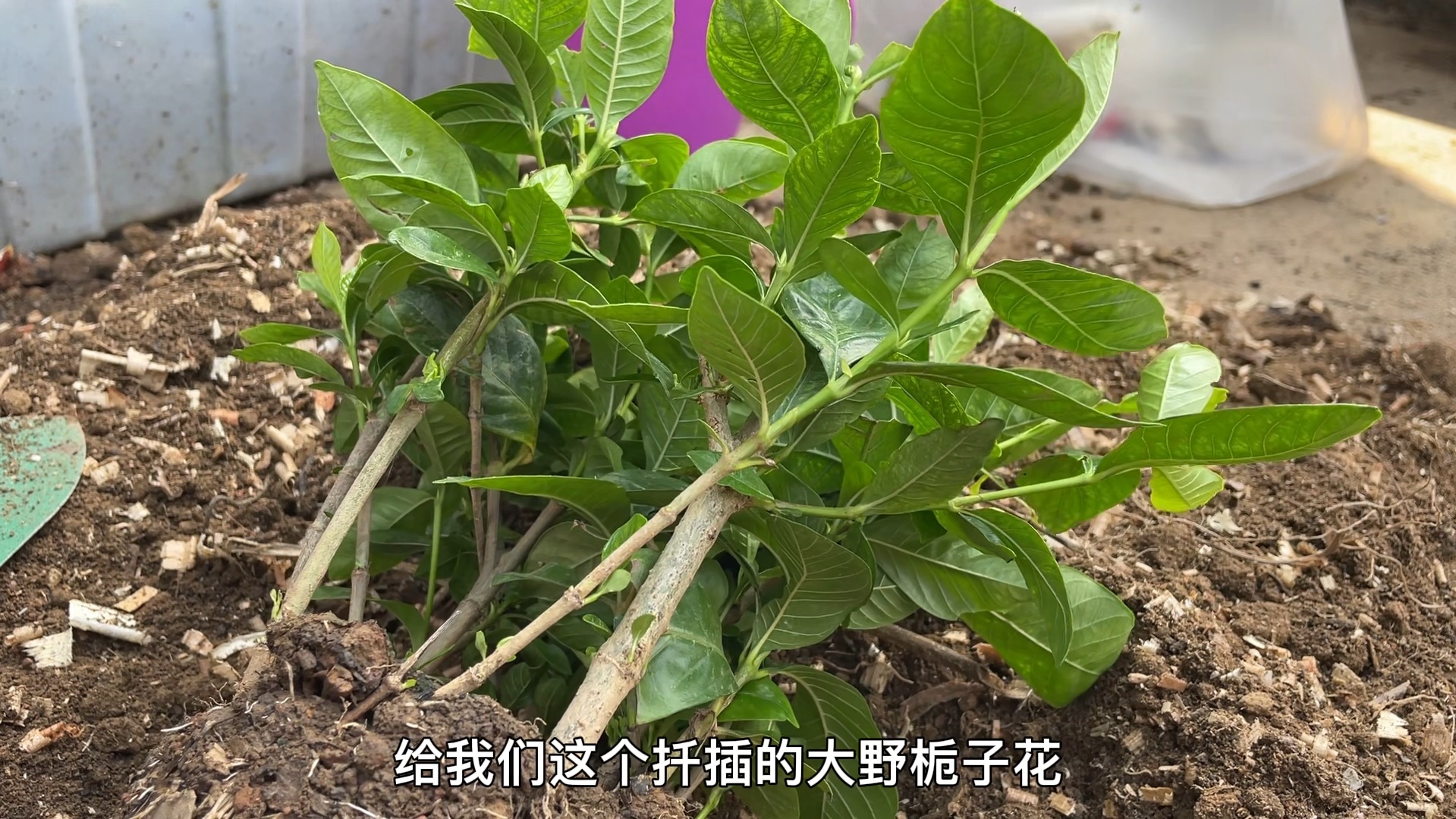 栀子花配土最简单图片