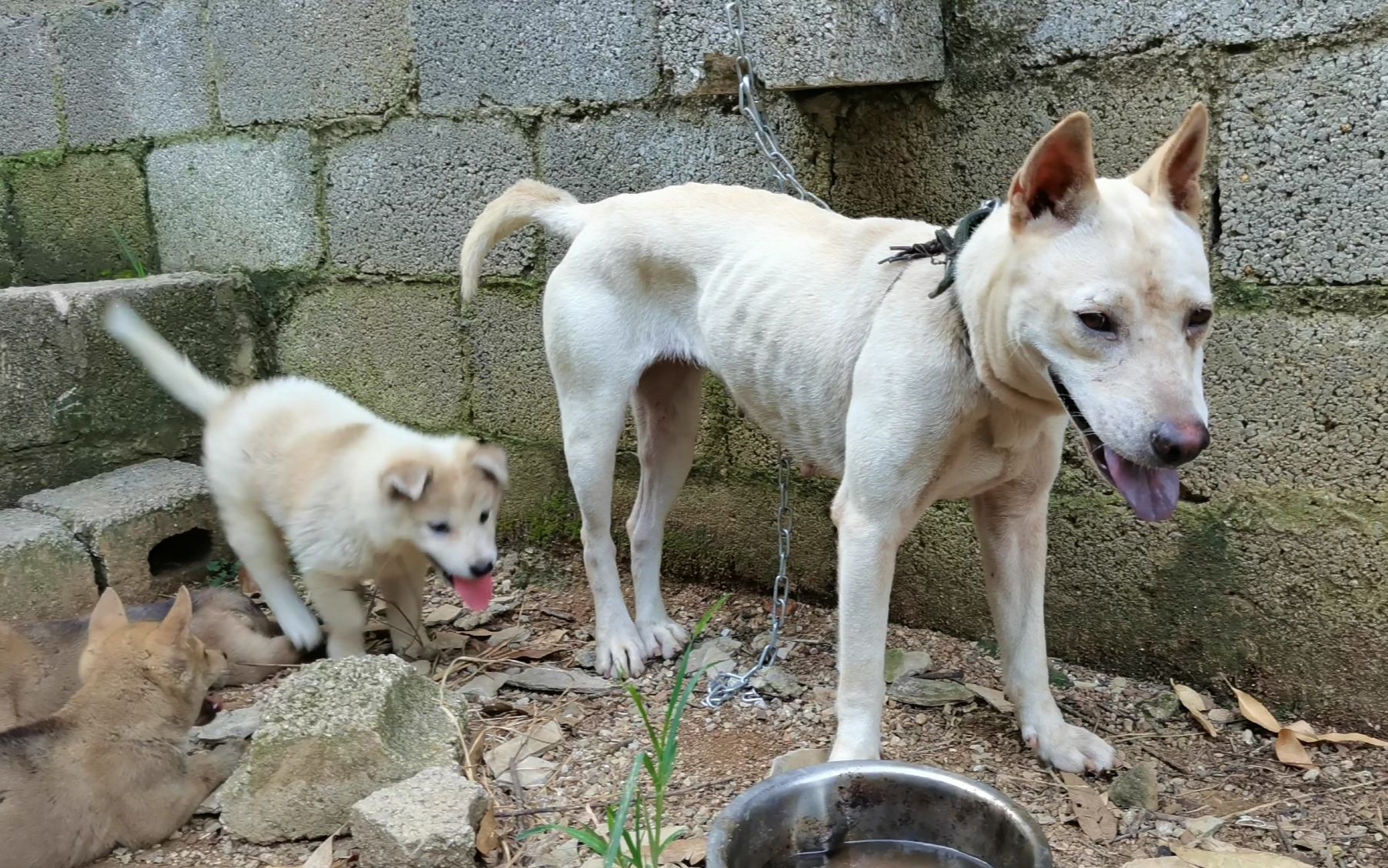 引進兩條廣西土獵犬做種母,為拯救中華田園犬獻一份力!