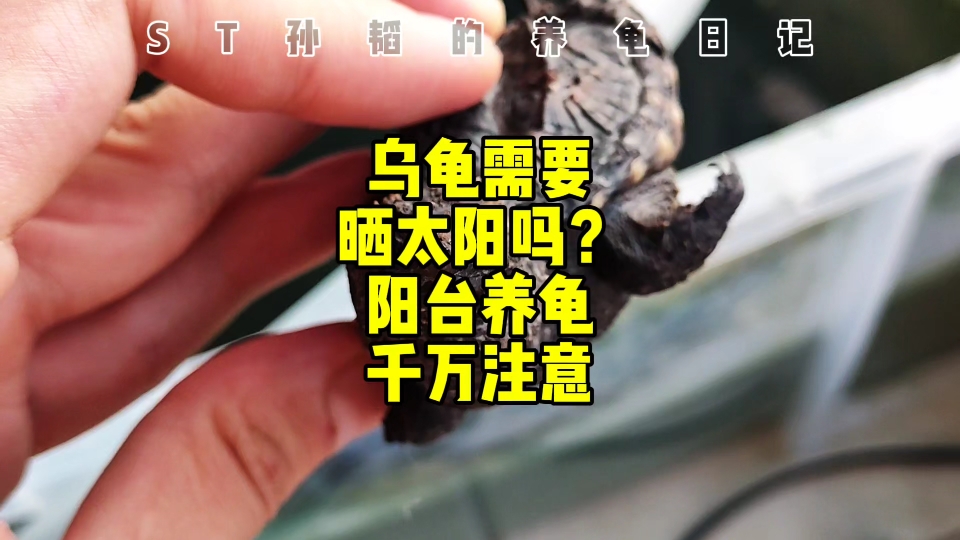 乌龟需要专门晒太阳吗?阳台养龟煮龟惨案哔哩哔哩bilibili