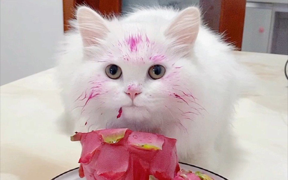 傻猫偷吃了火龙果_哔哩哔哩_bilibili