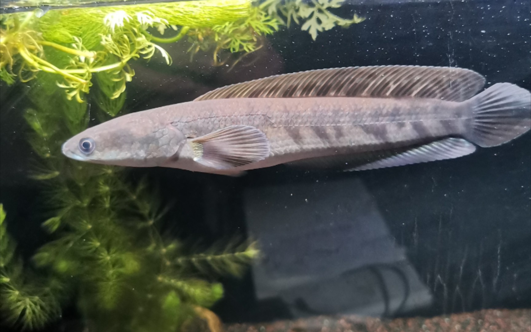 黄魔神雷龙～入缸第12天