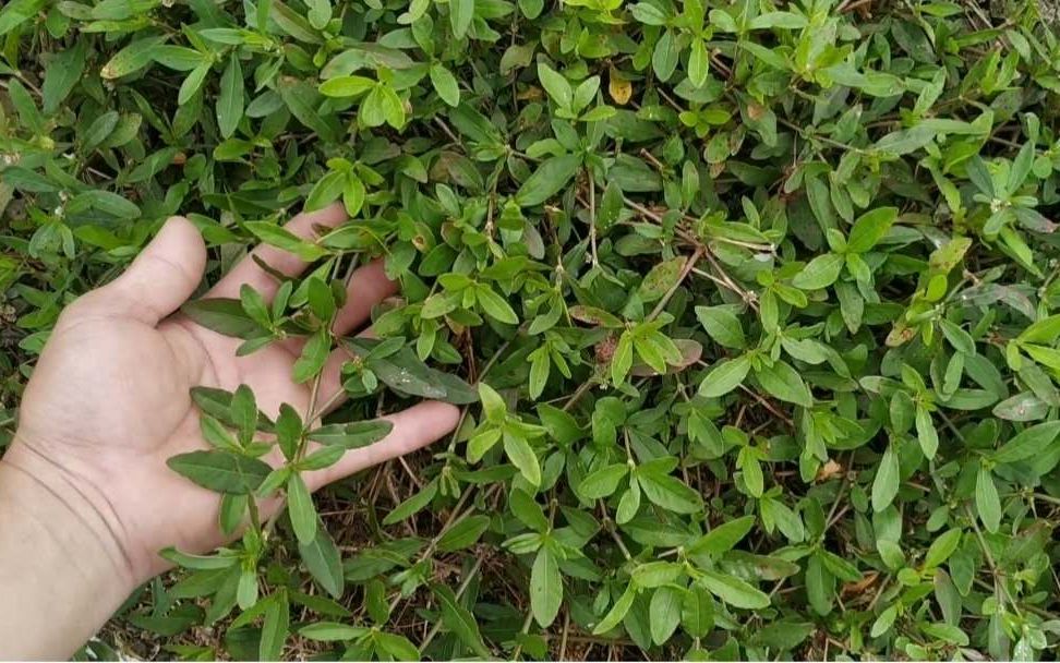 莲子草退小孩湿疹的田边草也是一种野菜炒着吃还下火