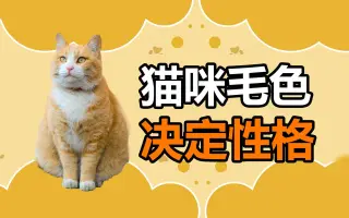 橘白猫 哔哩哔哩 Bilibili