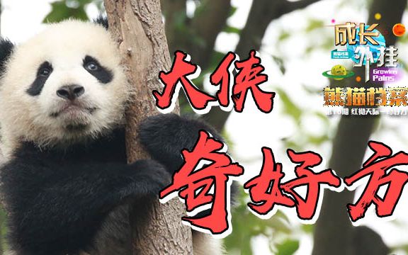 《熊猫档案》第十三期 - 奇一-认猫外挂