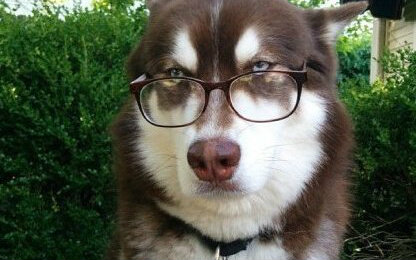 【搞笑】奇葩宠物出糗瞬间囧事合集第二弹 囧事合集 cpntv