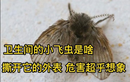 [图]厕所经常飞的小虫是啥？别看它小小的人畜无害，危险程度超乎想象