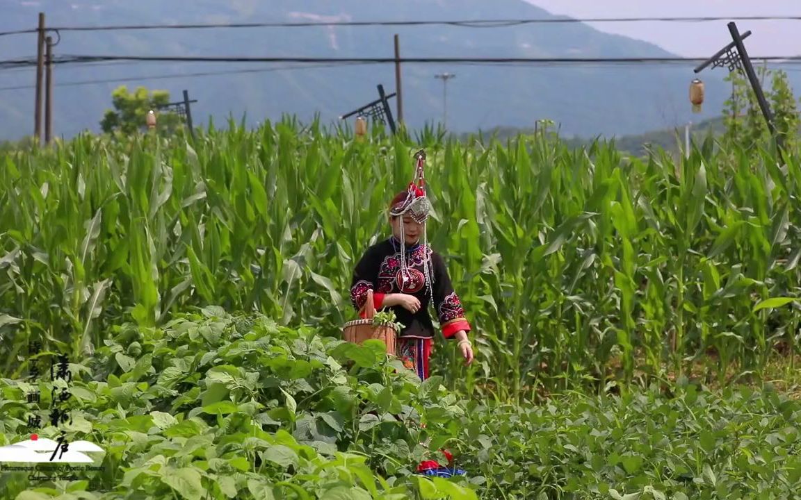 [图]【慢生活】畲家小妹摘菜忙 莫负桐庐农家好时光