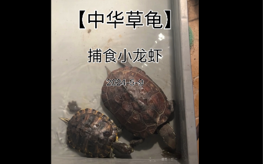 小草龟吃什么食物图片