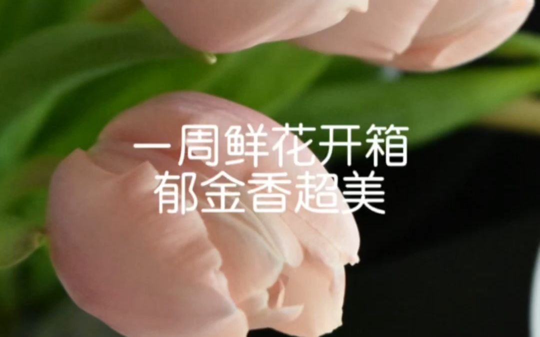 工作室一周鲜花开箱 | 水蜜桃郁金香可太美了哔哩哔哩bilibili