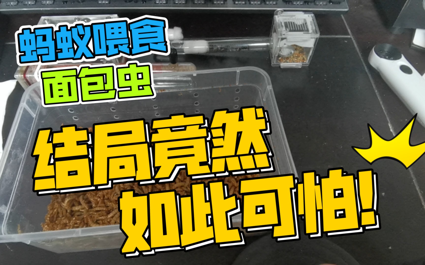 蚂蚁喂食视频(面面可怜的结局)