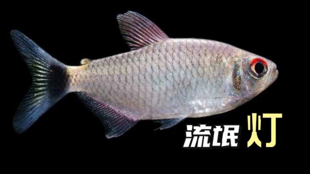 迷你食人鱼超凶南美小鱼银屏灯
