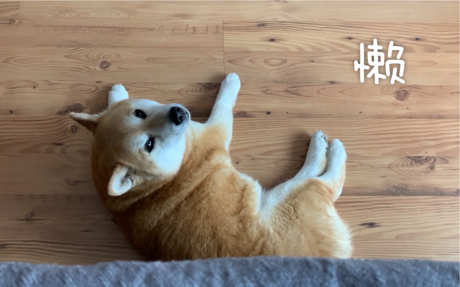 【柴犬】一个大写的"懒"字